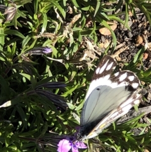 Belenois java at Monash, ACT - 2 Oct 2019 03:01 PM