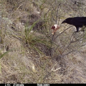 Corvus coronoides at Booth, ACT - 31 Aug 2019 04:32 AM