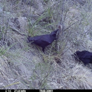 Corvus coronoides at Booth, ACT - 31 Aug 2019 04:32 AM