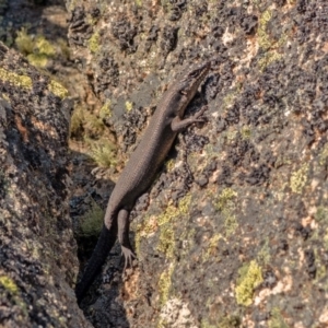 Egernia saxatilis at Bolaro, NSW - 2 Oct 2019