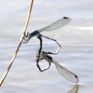 Austrolestes leda at Fyshwick, ACT - 2 Oct 2019 12:48 PM