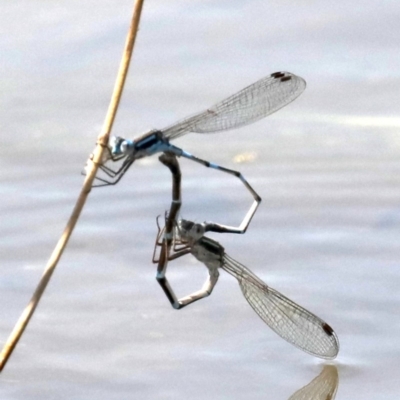 Austrolestes leda (Wandering Ringtail) at Fyshwick, ACT - 2 Oct 2019 by jb2602