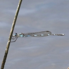 Austrolestes leda at Fyshwick, ACT - 2 Oct 2019 12:48 PM