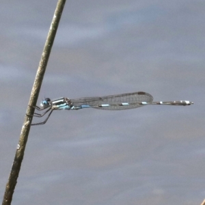 Austrolestes leda at Fyshwick, ACT - 2 Oct 2019 12:48 PM