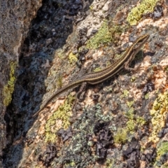 Pseudemoia spenceri at Bolaro, NSW - 2 Oct 2019