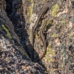 Pseudemoia spenceri at Bolaro, NSW - 2 Oct 2019