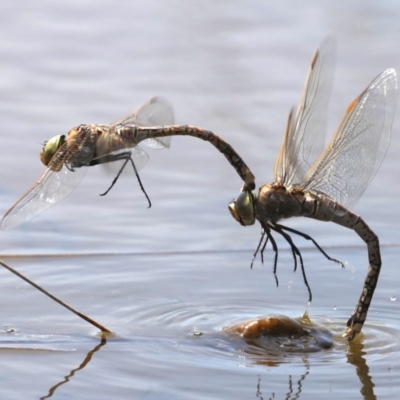 Anax papuensis (Australian Emperor) at Fyshwick, ACT - 2 Oct 2019 by jb2602