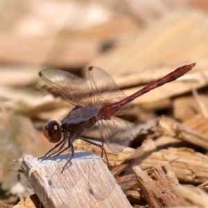 Diplacodes bipunctata at Fyshwick, ACT - 2 Oct 2019