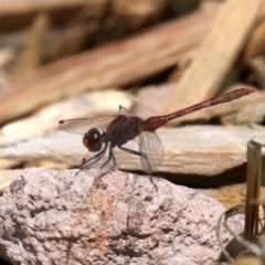 Diplacodes bipunctata at Fyshwick, ACT - 2 Oct 2019 12:44 PM