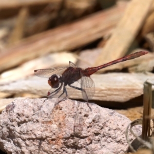 Diplacodes bipunctata at Fyshwick, ACT - 2 Oct 2019