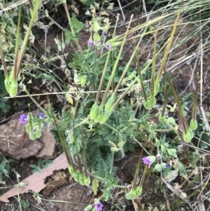 Erodium brachycarpum at Griffith, ACT - 3 Oct 2019 07:15 AM