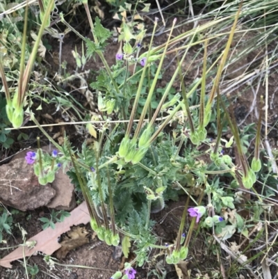 Erodium brachycarpum (Heronsbill) at Griffith, ACT - 3 Oct 2019 by ianandlibby1