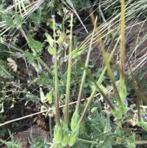 Erodium brachycarpum at Griffith, ACT - 3 Oct 2019 07:15 AM