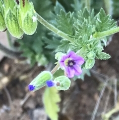 Erodium brachycarpum at Griffith, ACT - 3 Oct 2019 07:15 AM