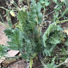 Erodium brachycarpum at Griffith, ACT - 3 Oct 2019 07:15 AM