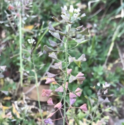 Capsella bursa-pastoris (Shepherd's Purse) at Griffith, ACT - 2 Oct 2019 by ianandlibby1