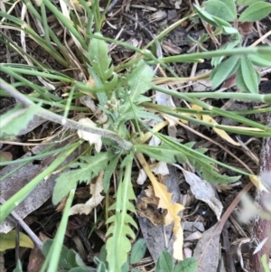 Capsella bursa-pastoris at Griffith, ACT - 3 Oct 2019