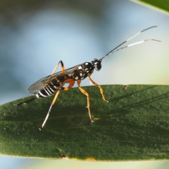 Ichneumonidae (family) (Unidentified ichneumon wasp) at South Durras, NSW - 2 Oct 2019 by David