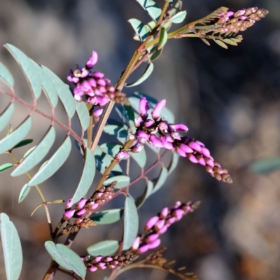 Indigofera australis subsp. australis (Australian Indigo) at Dunlop, ACT - 2 Oct 2019 by Kurt