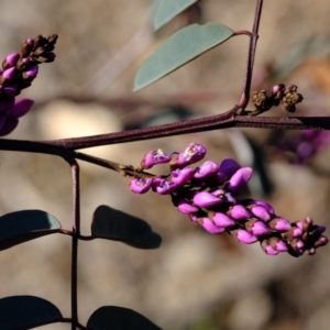 Indigofera australis subsp. australis at Dunlop, ACT - 2 Oct 2019