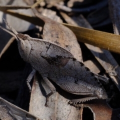 Goniaea sp. (genus) at Dunlop, ACT - 2 Oct 2019