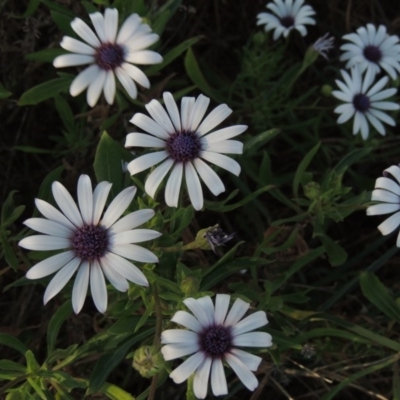 Dimorphotheca ecklonis (African Daisy) at Tuggeranong Creek to Monash Grassland - 2 Oct 2019 by michaelb