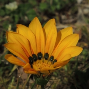 Gazania x splendens at Conder, ACT - 2 Oct 2019