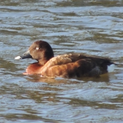 Aythya australis (Hardhead) at Tuggeranong Creek to Monash Grassland - 2 Oct 2019 by michaelb