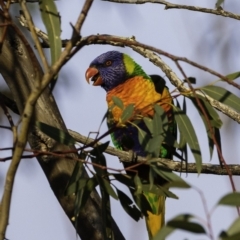Trichoglossus moluccanus (Rainbow Lorikeet) at Hughes, ACT - 21 Sep 2019 by JonSteinbeck