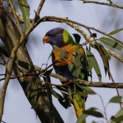 Trichoglossus moluccanus at Hughes, ACT - 21 Sep 2019 07:13 AM