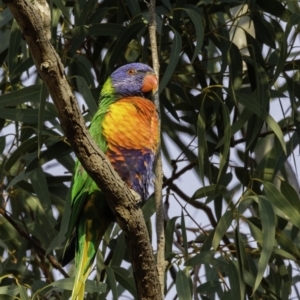 Trichoglossus moluccanus at Hughes, ACT - 21 Sep 2019 07:13 AM