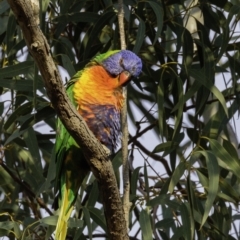 Trichoglossus moluccanus at Hughes, ACT - 21 Sep 2019 07:13 AM