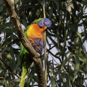 Trichoglossus moluccanus at Hughes, ACT - 21 Sep 2019