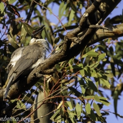Philemon corniculatus (Noisy Friarbird) at Deakin, ACT - 21 Sep 2019 by JonSteinbeck