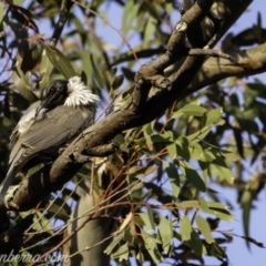 Philemon corniculatus at Deakin, ACT - 21 Sep 2019