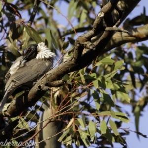 Philemon corniculatus at Deakin, ACT - 21 Sep 2019