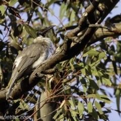 Philemon corniculatus at Deakin, ACT - 21 Sep 2019