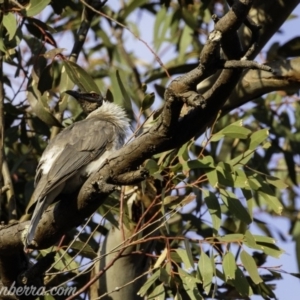 Philemon corniculatus at Deakin, ACT - 21 Sep 2019