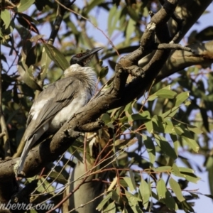 Philemon corniculatus at Deakin, ACT - 21 Sep 2019