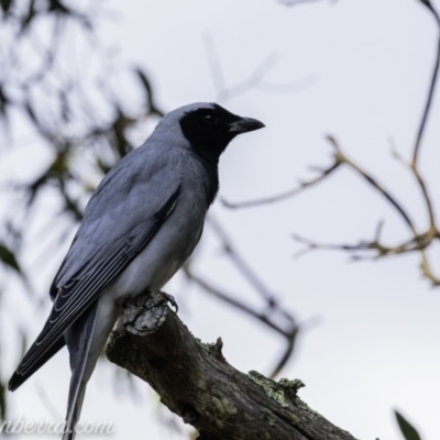 Coracina novaehollandiae (Black-faced Cuckooshrike) at Deakin, ACT - 21 Sep 2019 by JonSteinbeck