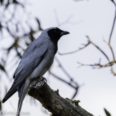 Coracina novaehollandiae (Black-faced Cuckooshrike) at Deakin, ACT - 20 Sep 2019 by BIrdsinCanberra