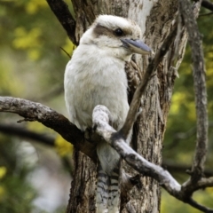 Dacelo novaeguineae (Laughing Kookaburra) at Deakin, ACT - 21 Sep 2019 by JonSteinbeck