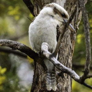 Dacelo novaeguineae at Deakin, ACT - 21 Sep 2019 08:20 AM