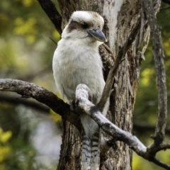 Dacelo novaeguineae at Deakin, ACT - 21 Sep 2019 08:20 AM