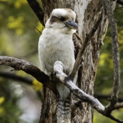 Dacelo novaeguineae at Deakin, ACT - 21 Sep 2019