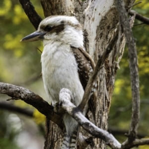 Dacelo novaeguineae at Deakin, ACT - 21 Sep 2019 08:20 AM