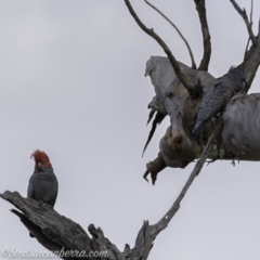 Callocephalon fimbriatum (Gang-gang Cockatoo) at Deakin, ACT - 21 Sep 2019 by JonSteinbeck