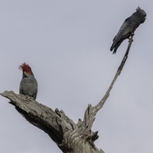 Callocephalon fimbriatum at Deakin, ACT - 21 Sep 2019