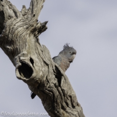 Callocephalon fimbriatum at Deakin, ACT - 21 Sep 2019