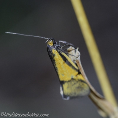 Philobota undescribed species near arabella (A concealer moth) at Hughes, ACT - 21 Sep 2019 by JonSteinbeck